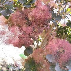 スモークツリー グレース　切り花　1枝