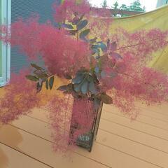 スモークツリー グレース　切り花　1枝の画像