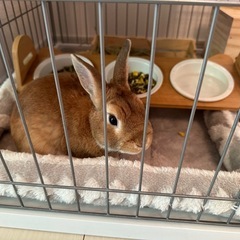 至急❗️とても穏やかで撫でられるのが大好きなうさぎちゃん🐰