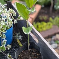 ナルコユリ　多年草