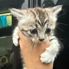 子猫が欲しくて可愛がってくれる方