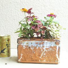 陶器鉢の寄せ植え