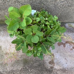 スモークツリーミニの画像