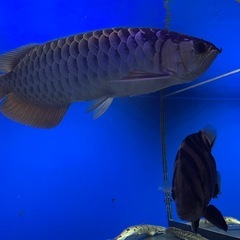 アロワナ
