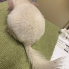 チンチラホワイト メス