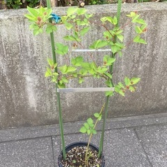ブラックベリー　　ナバホ　　果樹