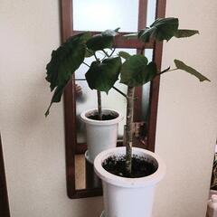 観葉植物フィッカスウンベラータ