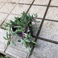 多肉植物🌿ルビーネックレスの画像