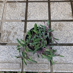 多肉植物🌿ルビーネックレスの画像