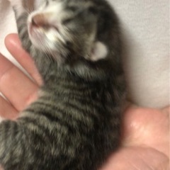子猫の里親募集してます。