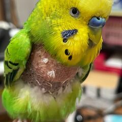 セキセイインコのまめを探しています