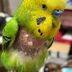 ランキングキーワードに紐づく投稿画像-インコ