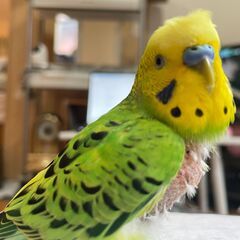 セキセイインコのまめを探しています - 横浜市