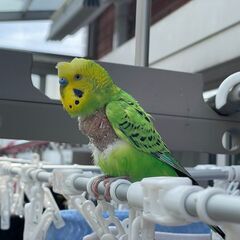 セキセイインコのまめを探しています - 手伝って/助けて