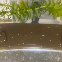 メダカの赤ちゃん　10匹