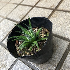 多肉植物🌿十二の巻(じゅうにのまき)の画像