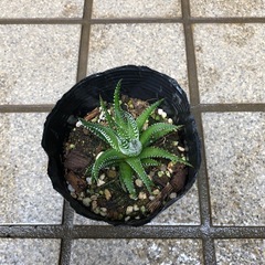 多肉植物🌿十二の巻(じゅうにのまき)の画像