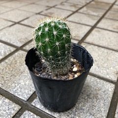 ミニサボテン🌵ロビオプシスの画像