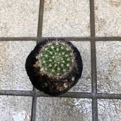 ミニサボテン🌵ロビオプシスの画像