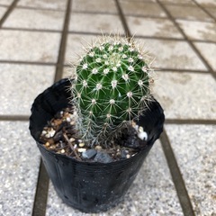 ミニサボテン🌵ロビオプシスの画像