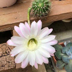 ミニサボテン🌵ロビオプシスの画像