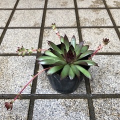 多肉植物🌿センペルビウム