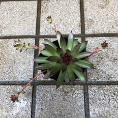 多肉植物🌿センペルビウムの画像