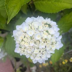 アジサイ切り花いろいろ①