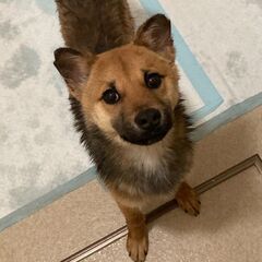 もうすぐ一歳・ミックス犬のたけ君