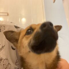 里親さま決定😊ミックス犬のたけ君 - 東海市