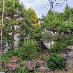 庭木を差し上げます