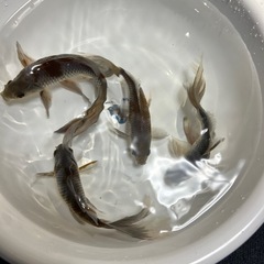 激レア高級金魚いぬび系和金愛好家産画像全ての画像