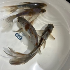 激レア高級金魚いぬび系和金愛好家産画像全ての画像