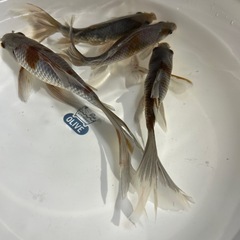 激レア高級金魚いぬび系和金愛好家産画像全ての画像