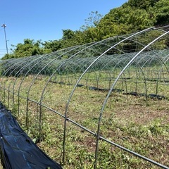 緊急募集！ムクナ豆の植え付けボランティアさん大募集！