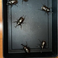 国産カブトムシ　成虫　　