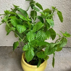 🌱ミント④