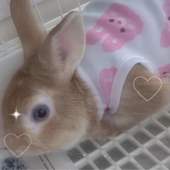 うさぎの里親様募集