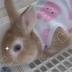 ランキングキーワードに紐づく投稿画像-うさぎ
