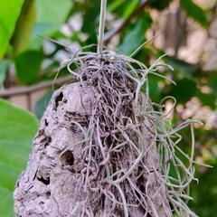 Tillandsia　ウスラネオイデス　コルク仕立ての画像
