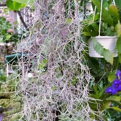 Tillandsia　ウスラネオイデス　コルク仕立て