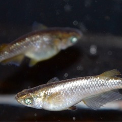 【八城めだか】オリジナル品種☆エウドラ☆メダカの稚魚10匹 +α