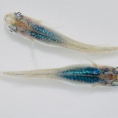 【八城めだか】極上☆深海☆メダカの稚魚10匹 