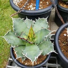 アガベチタノタ白鯨斑入りの画像