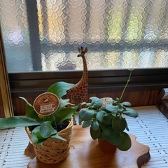 2個　