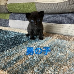 1ヶ月未満の子猫　