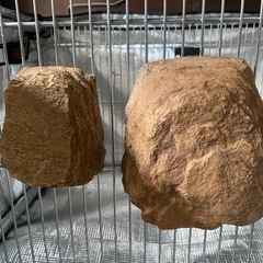 爬虫類　シェルター　2個の画像