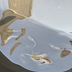 ラメメダカ5匹1000円の画像