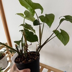 観葉植物　シンゴニウムカリフォルニア