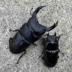 オオクワガタ久留米産♂♀ペア